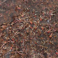 Zeylanidium subulatum (Gardner) C.Cusset